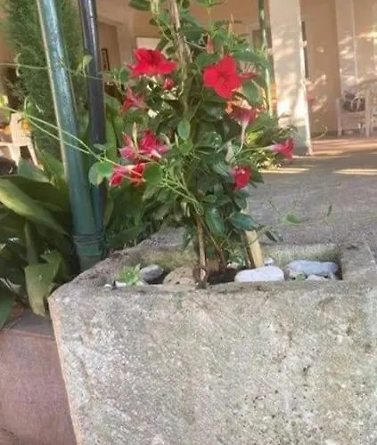 Apartment Klara - Garden View Olib