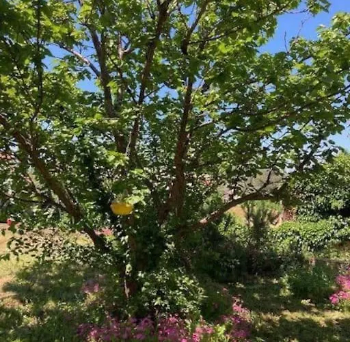 Klara - Garden View * Olib